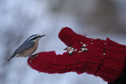 bugs birds seeds botany