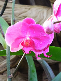 Centennial Park Conservatory tropical house pink moth orchid by garden muses-not another Toronto gardening blog