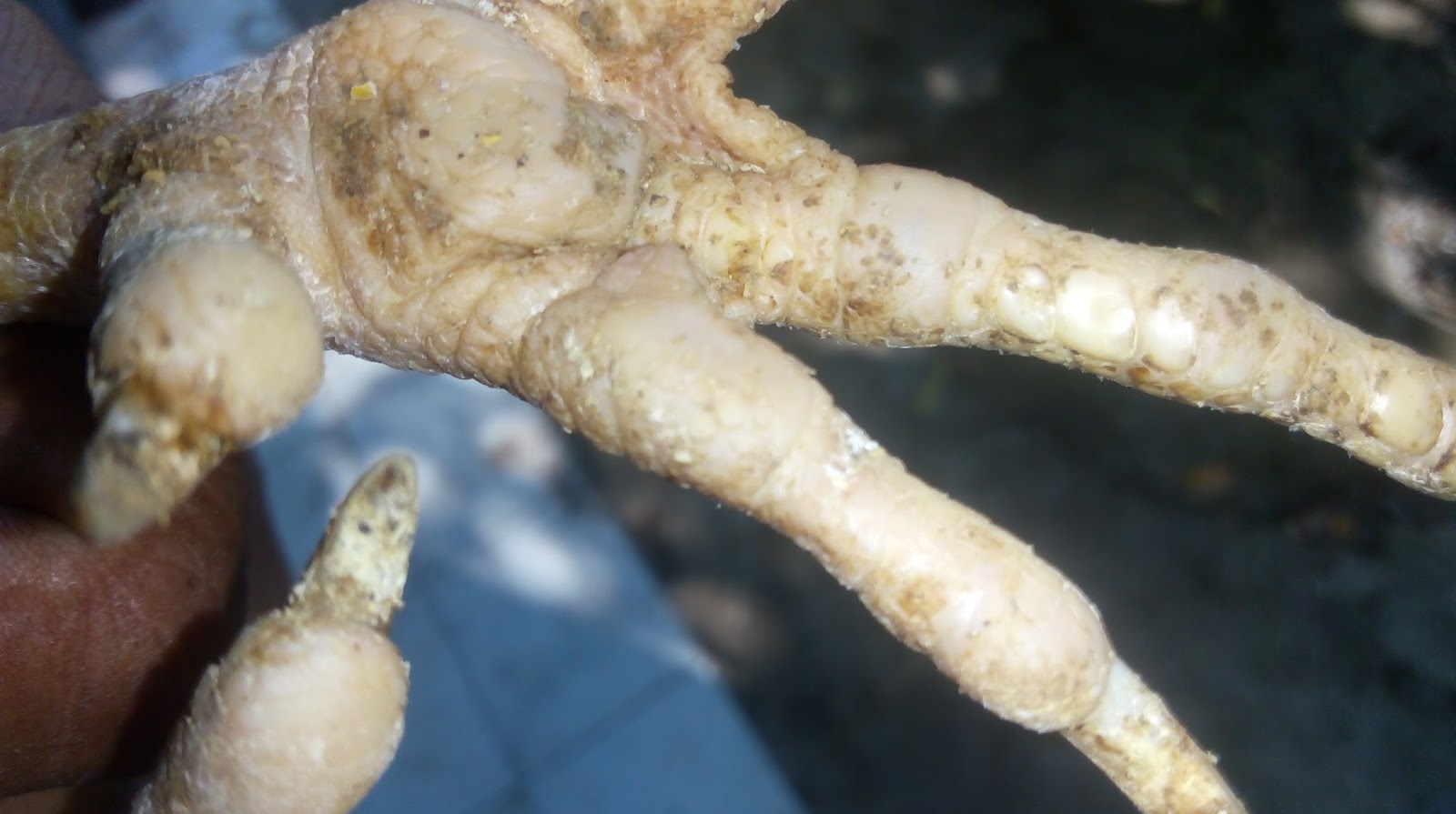 Apa keistimewaan ayam batu rantai terkuak Jual Ayam BK