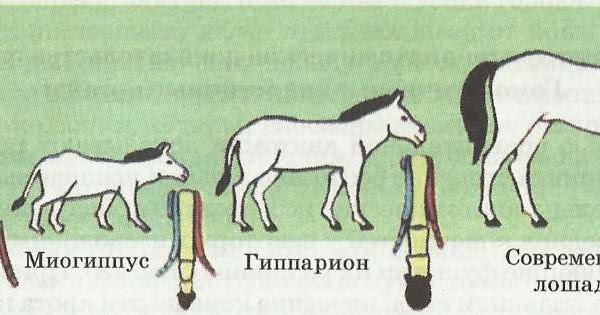 ЕГЭ Биология: Тесты по теме "Сравнительно – анатомические ...
