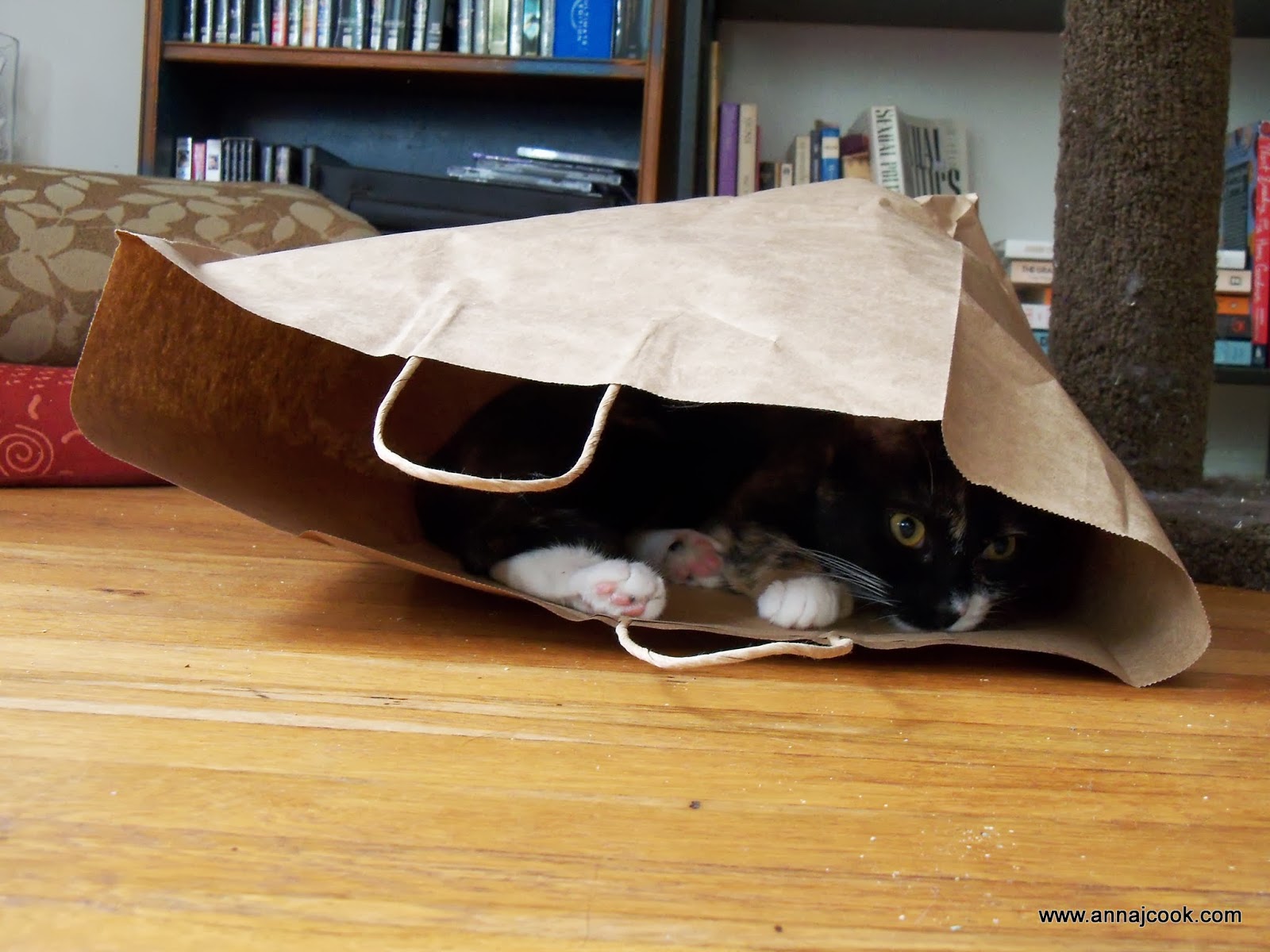 the feminist librarian the cat's in the bag [photo post]