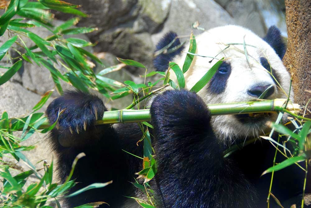 Oso Panda Es Carnivoro Herbivoro O Omnivoro