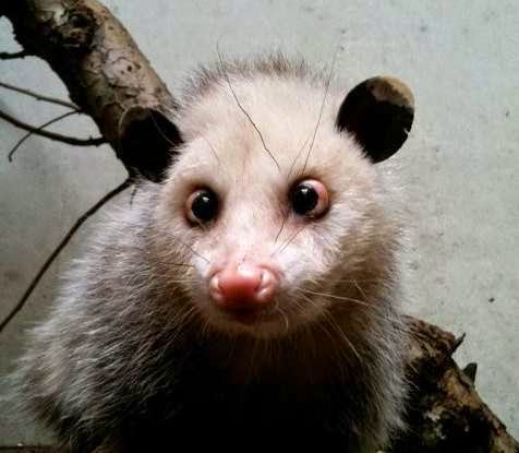 VECINO VIGILANTE YUCATAN: La zarigüeya, nuestro marsupial americano en ...