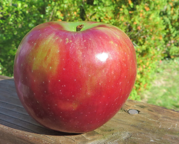 Adam's Apples