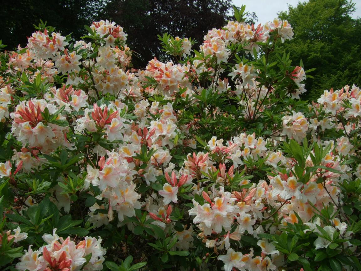 Alternative Eden Exotic Garden Azaleas at Kew Gardens