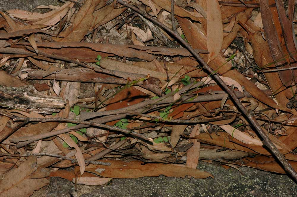 The Nature of Robertson Diplodium longipetalum at Douglas Park