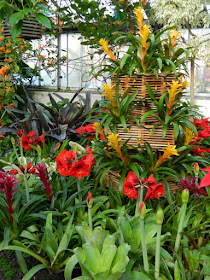 Allan Gardens Conservatory Christmas Flower Show 2015 amaryllis and bromeliads by garden muses-not another Toronto gardening blog