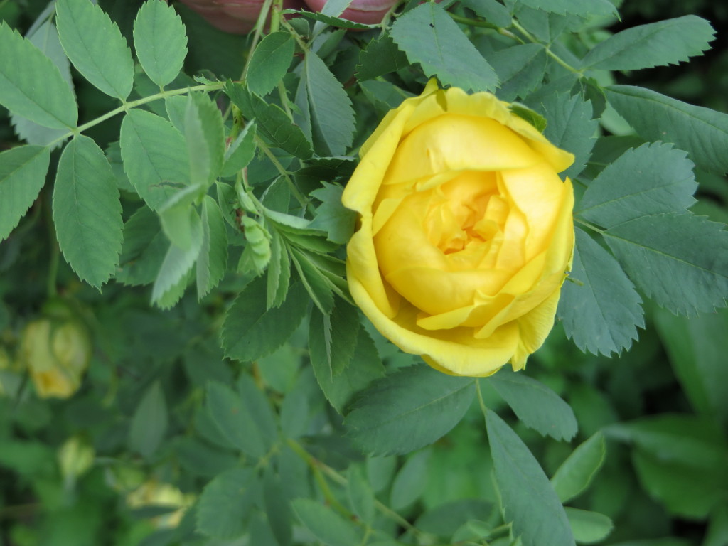 My Virtual Maryland Garden Rosa hemisphaerica the sulfur rose