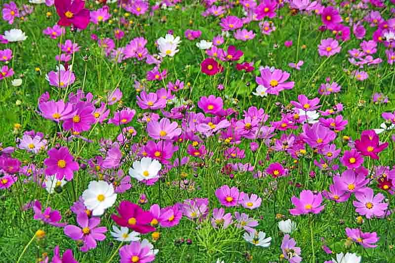 insects,flowers,rain