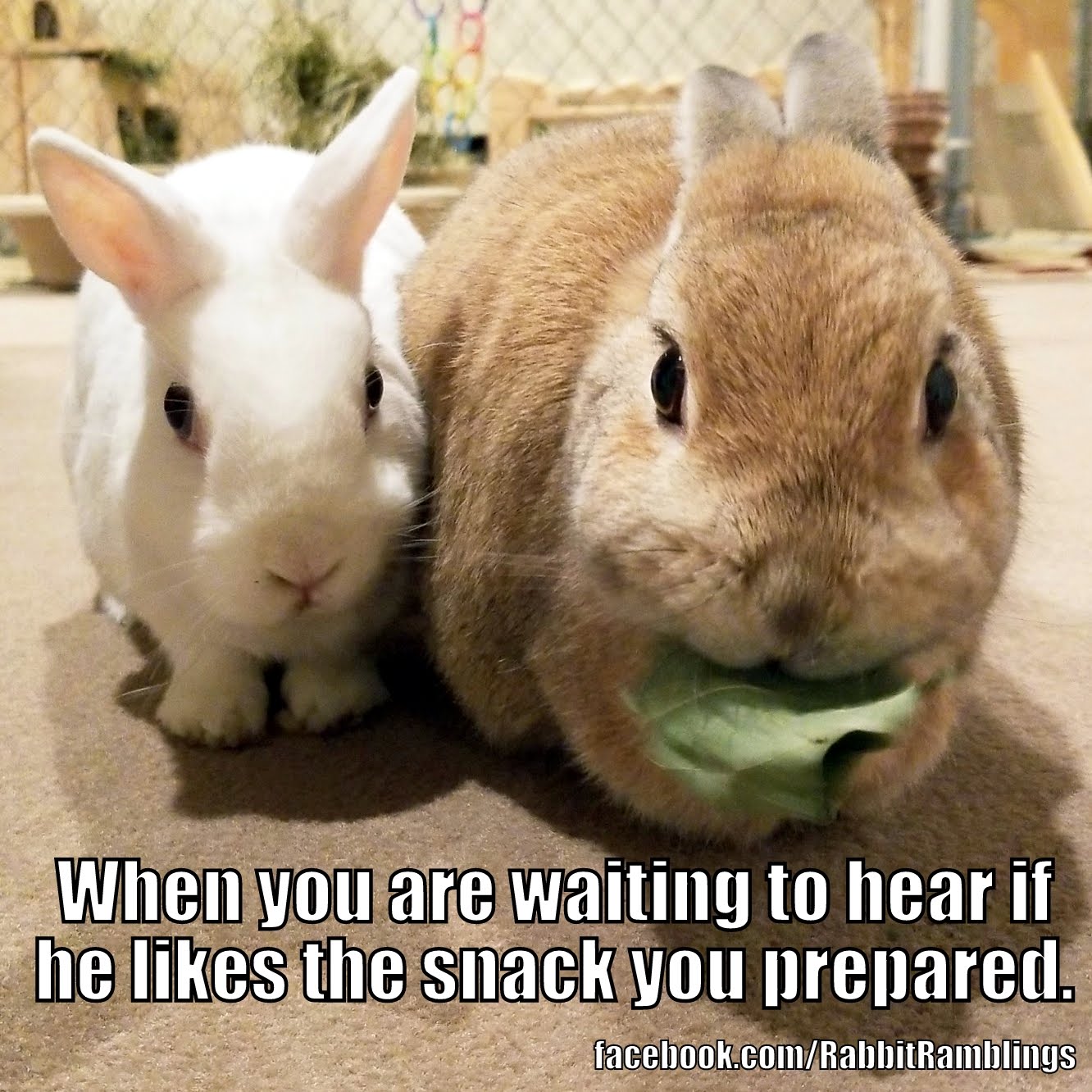 Rabbit Ramblings Funny Bunny Memes