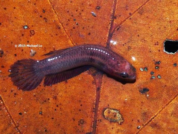 The rainforests of Borneo & Southeast Asia: Revisiting Betta rutilans ...