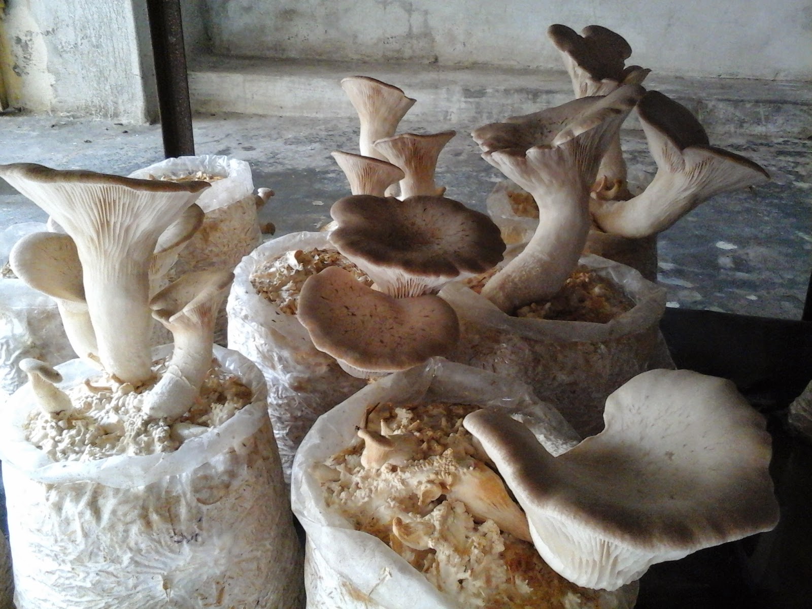 SUCCESSFUL CULTIVATION OF KING OYSTER MUSHROOM IN FAIZABAD (U.P