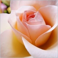 bunga ros