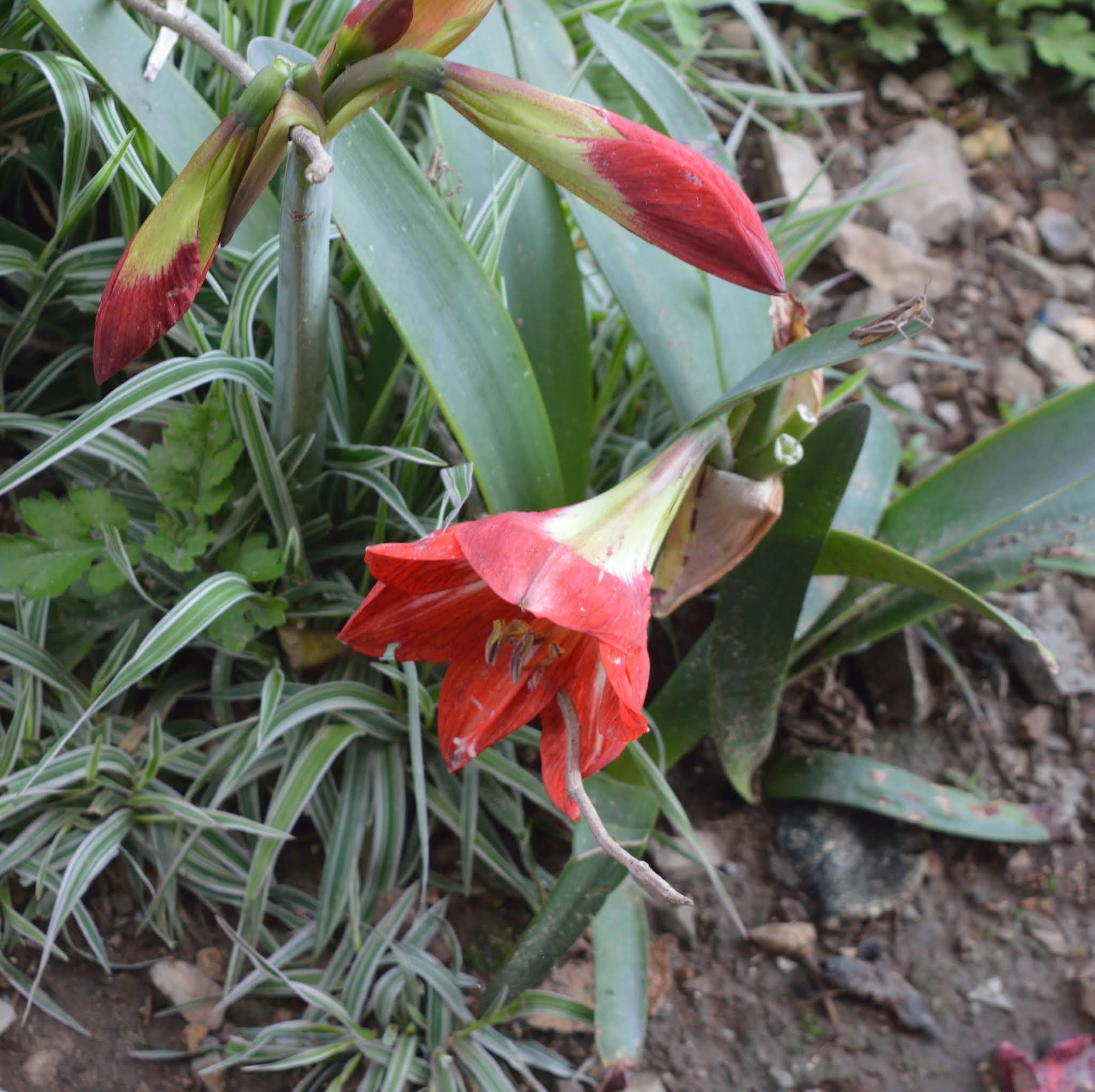 nepal, shiv sangal, scenic beauty, flowers