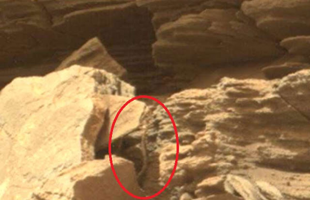 Live snake found on mars