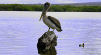 Pelican at The Wetlands, Isabela Island, Galapagos