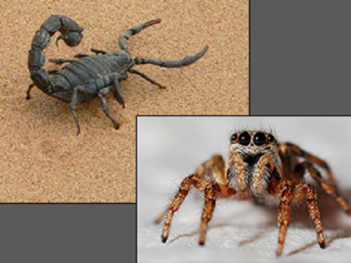 Genome sequencing shows spiders, scorpions share ancestor