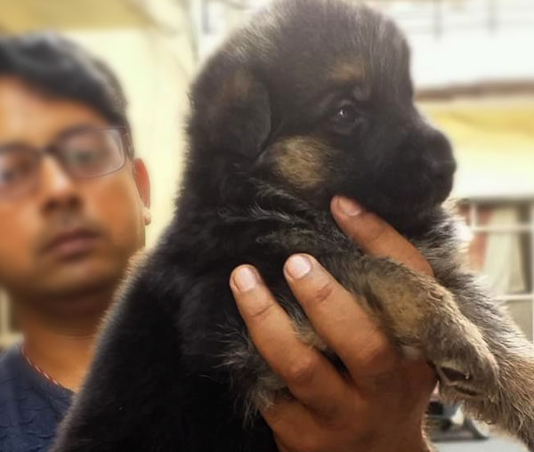 Best Guard Dog German Shepherd Dog In Jalandhar And Chandigarh Punjab Star Dog World Buy Dogs And Puppies In Jalandhar Ludhiana Amritsar Mohali And Chandigarh