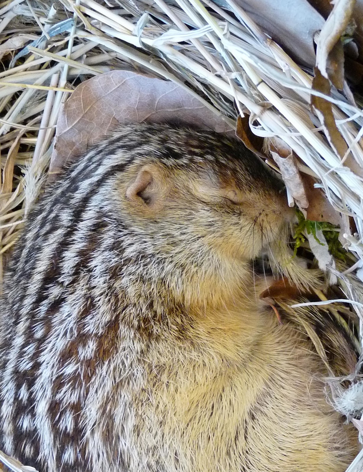 do squirrels hibernate. do squirrels hibernate.