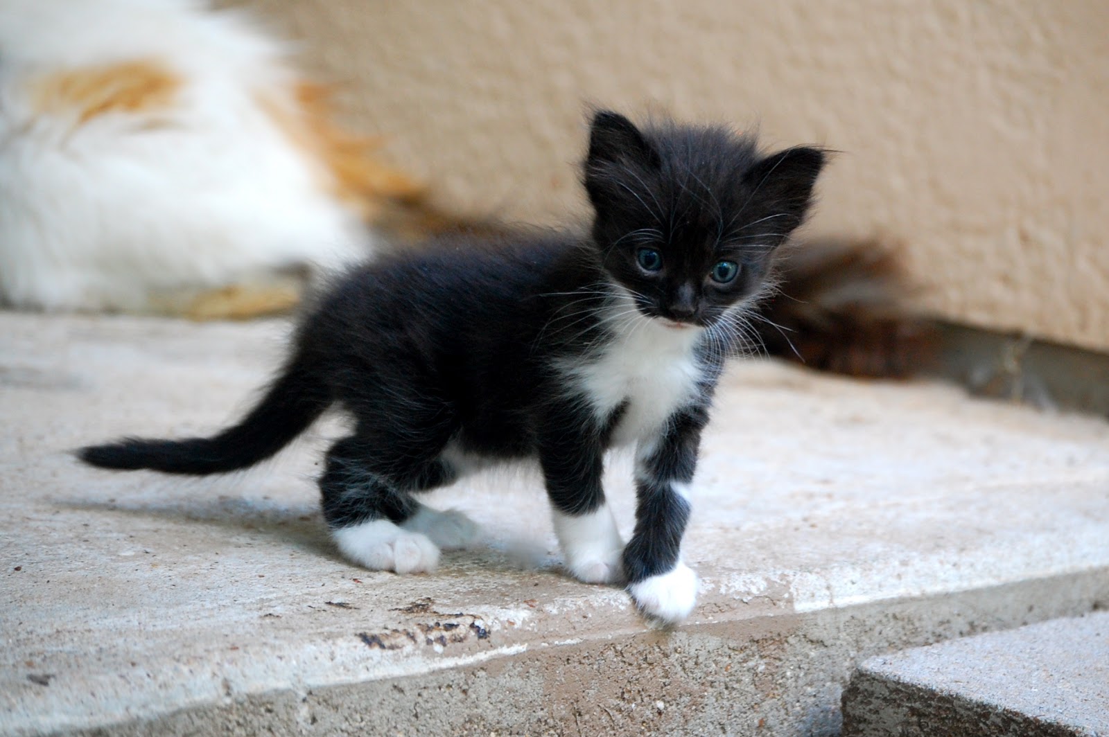 Heritage Schoolhouse: Kittens at Four Weeks Old :-)