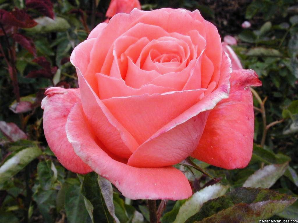 bellezas naturales: flores..