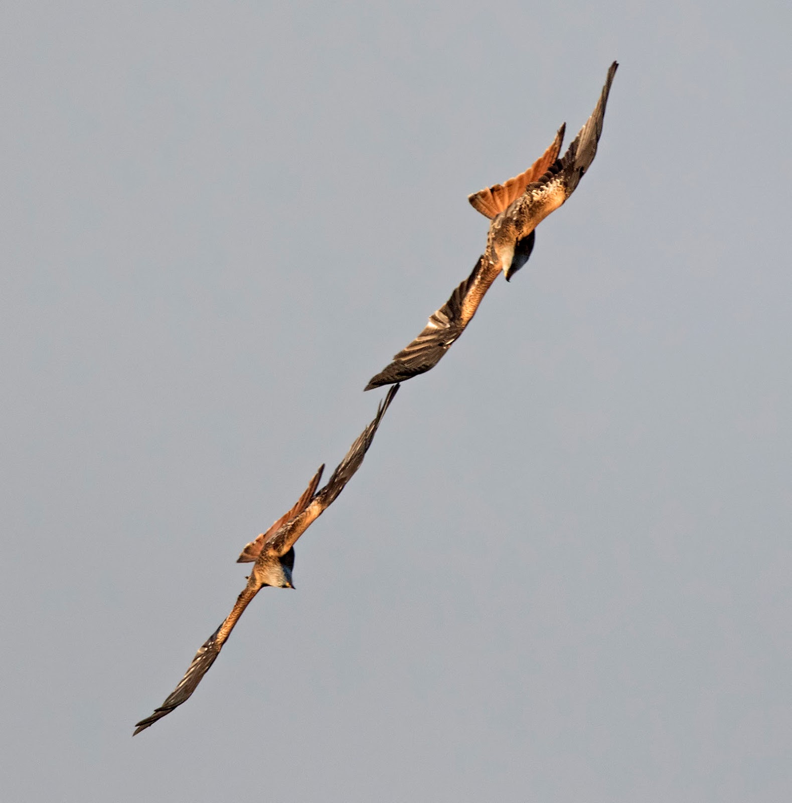 Will Red Kites Kill Dogs at Kevin Taylor blog