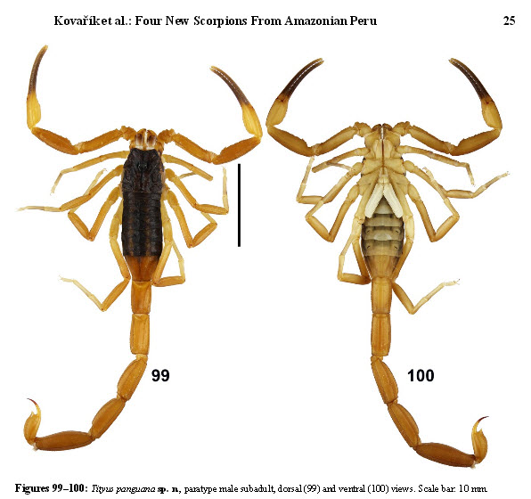 The Scorpion Files Newsblog Four New Buthid Species From Amazonian Peru