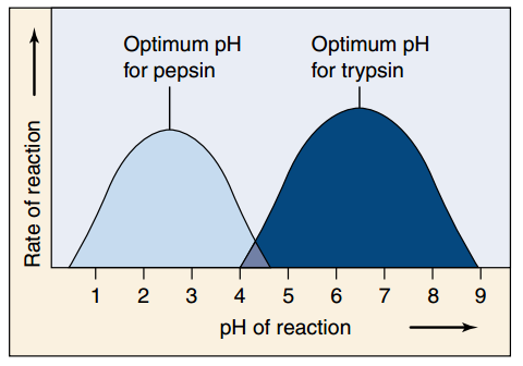 Pengaruh pH, reaksi enzimatis