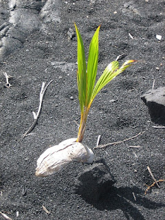 germinating seed