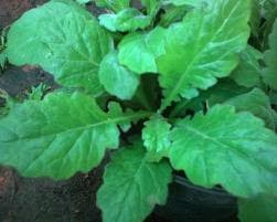 Manfaat Dan Khasiat Daun Dewa | ANEKA RESEP