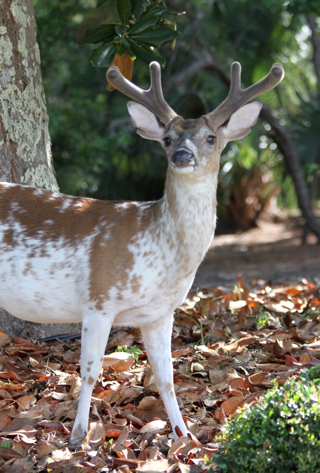 Lowcountry Outdoors 2018 Piebald Buck Deer On Seabrook Island lowcountry-outdoors-2018-piebald-buck-deer-on-seabrook-island