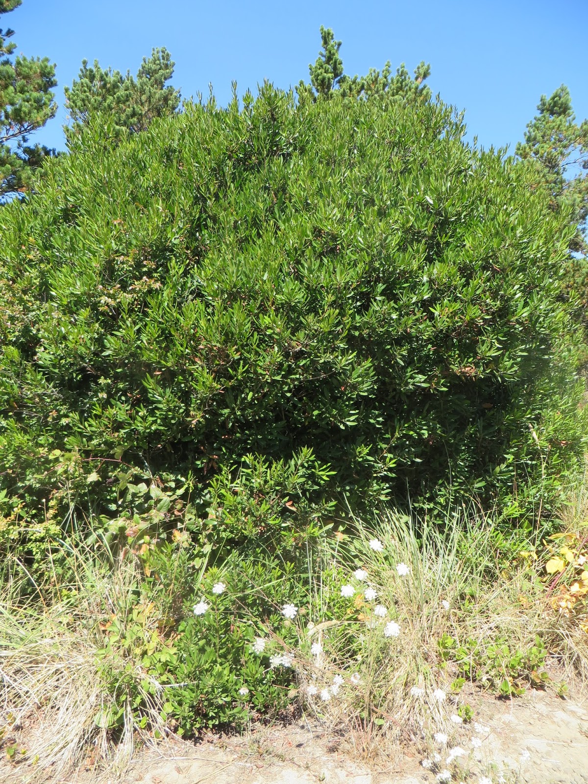 Bird Poop Of North Texas Plant A Wax Myrtle To Have A Bird Magnet