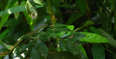 Common Bronzeback Tree Snake, Dendrelaphis tristis