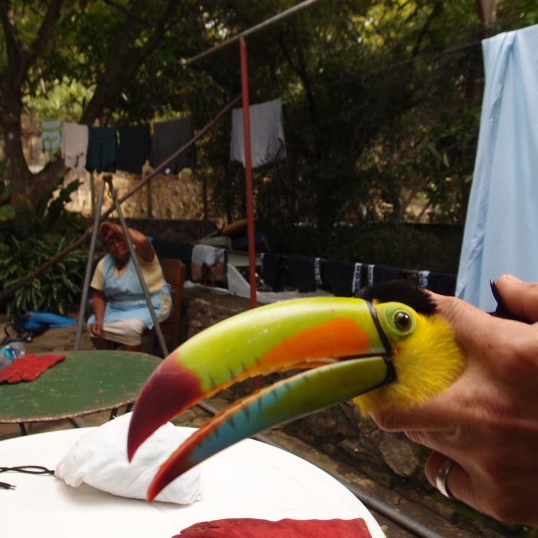 The Peace Project Keel-billed Toucan