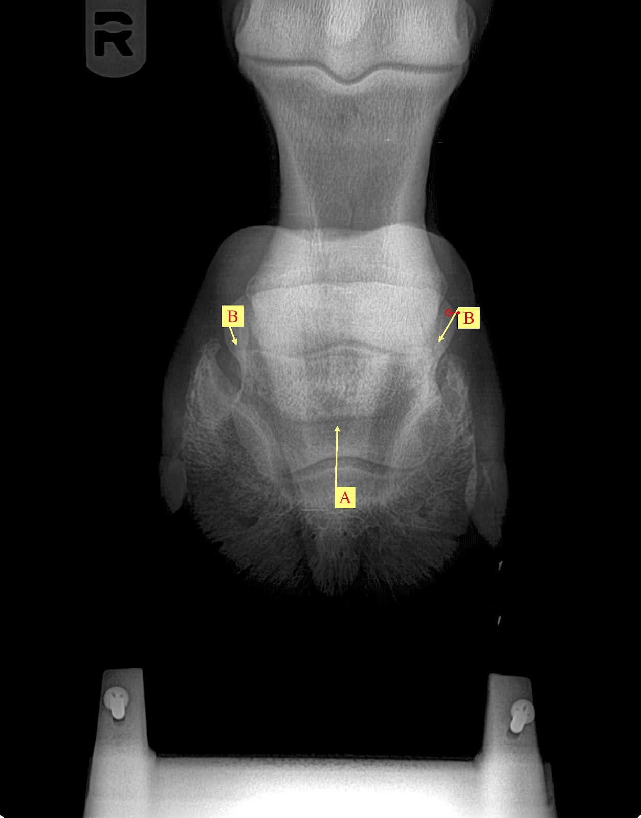 Innovative Equine Podiatry Navicular case examples