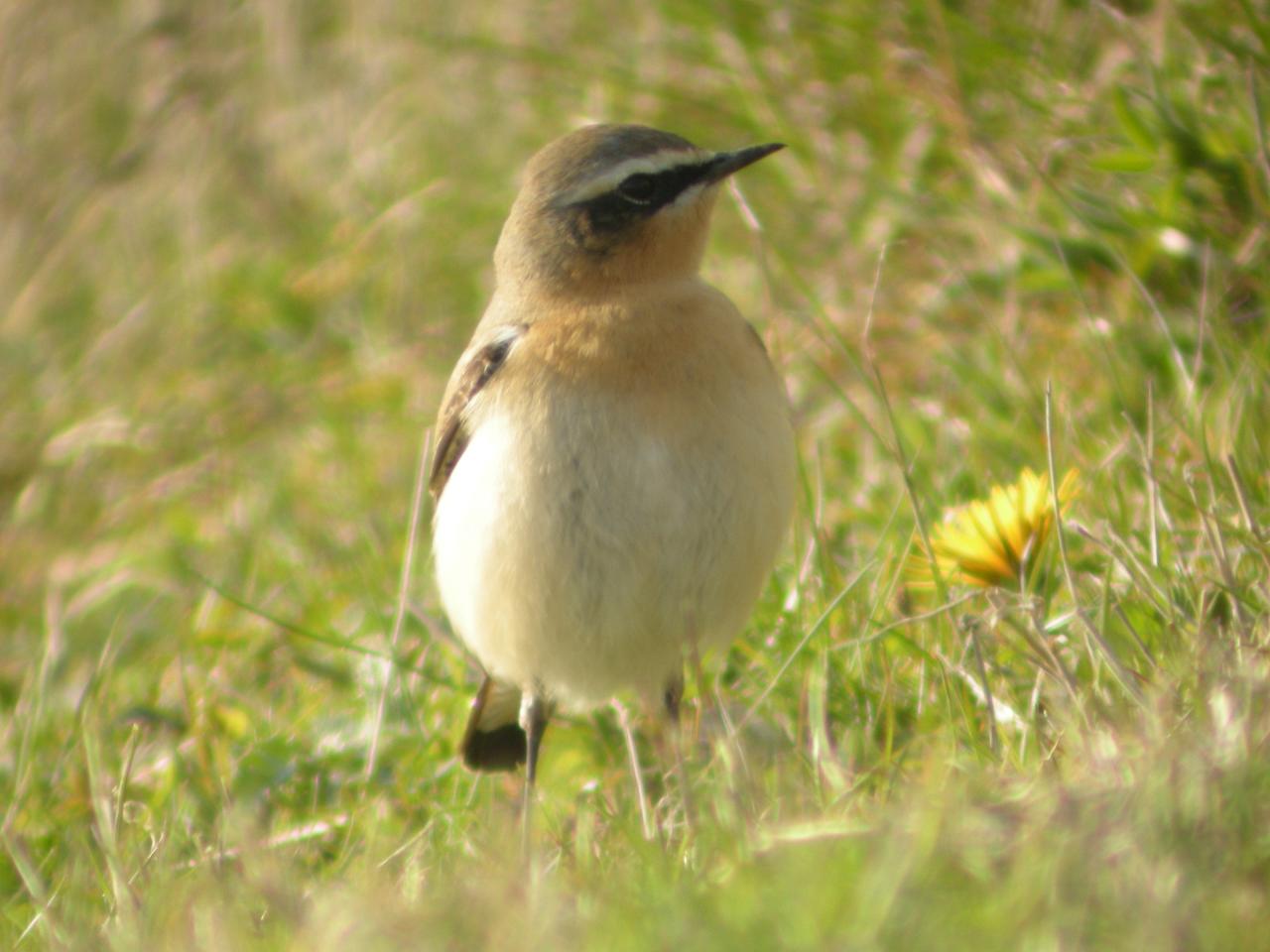 We Bird North Wales: RSPB Conwy sightings board