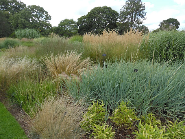 ogród traw, grass garden