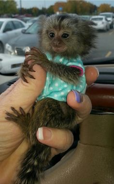 Finger Monkey or Pygmy Marmoset for sale: Finger Monkey for Sale