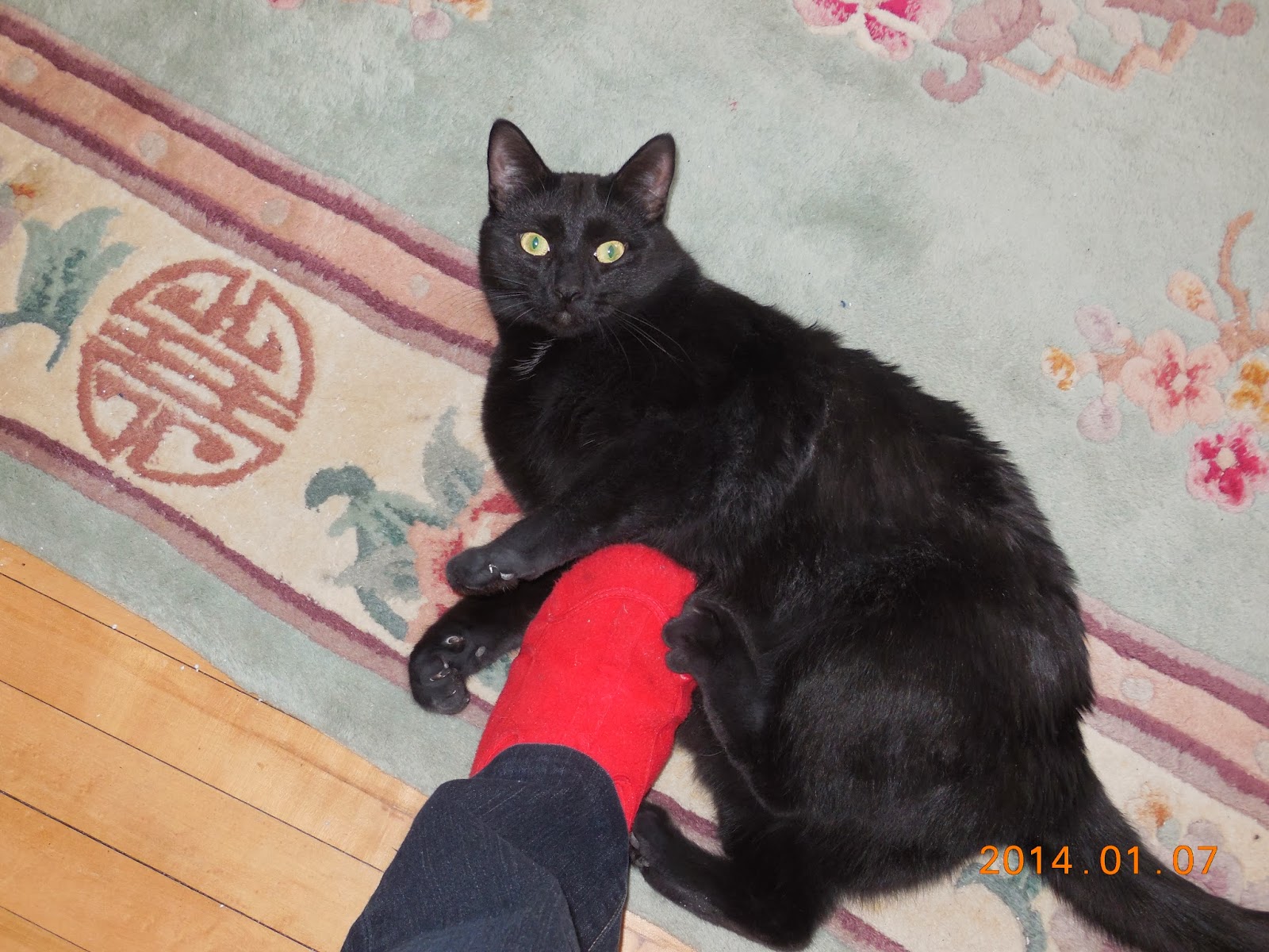 DRENNAN BLOG Upstairs Downstairs Cat Commentary