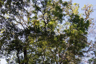 ekowisata petungkriyono pekalongan