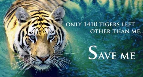 Dehradun-The Education Hub of India: Save Our Tigers ... Only 1411 Left...