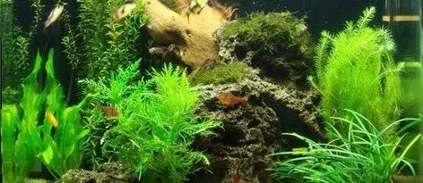 Cara Membuat Hiasan Aquarium Sendiri dengan Harga Murah
