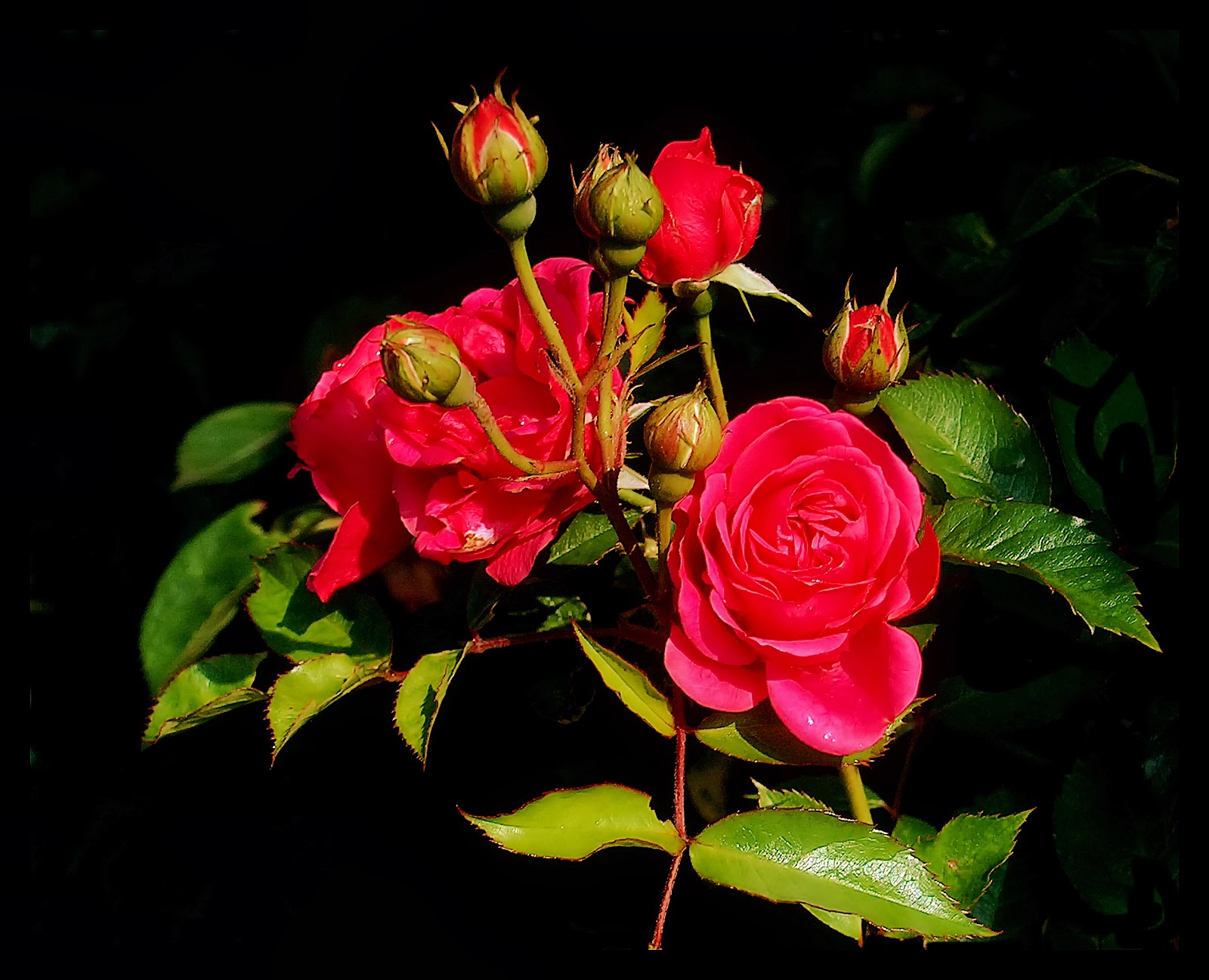 Top 134 Good Morning Wishes With Rose Best Hd Images