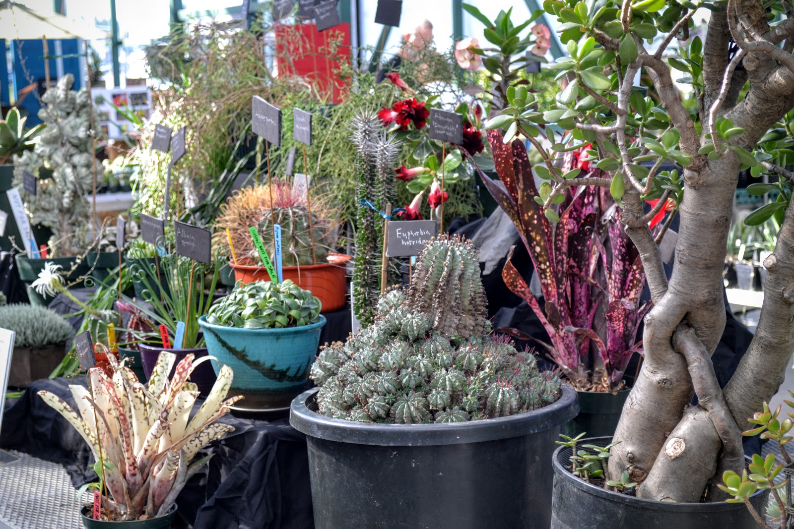 The Outlaw Gardener Cascade Cactus and Succulent Society's Odd Plant Show and Sale