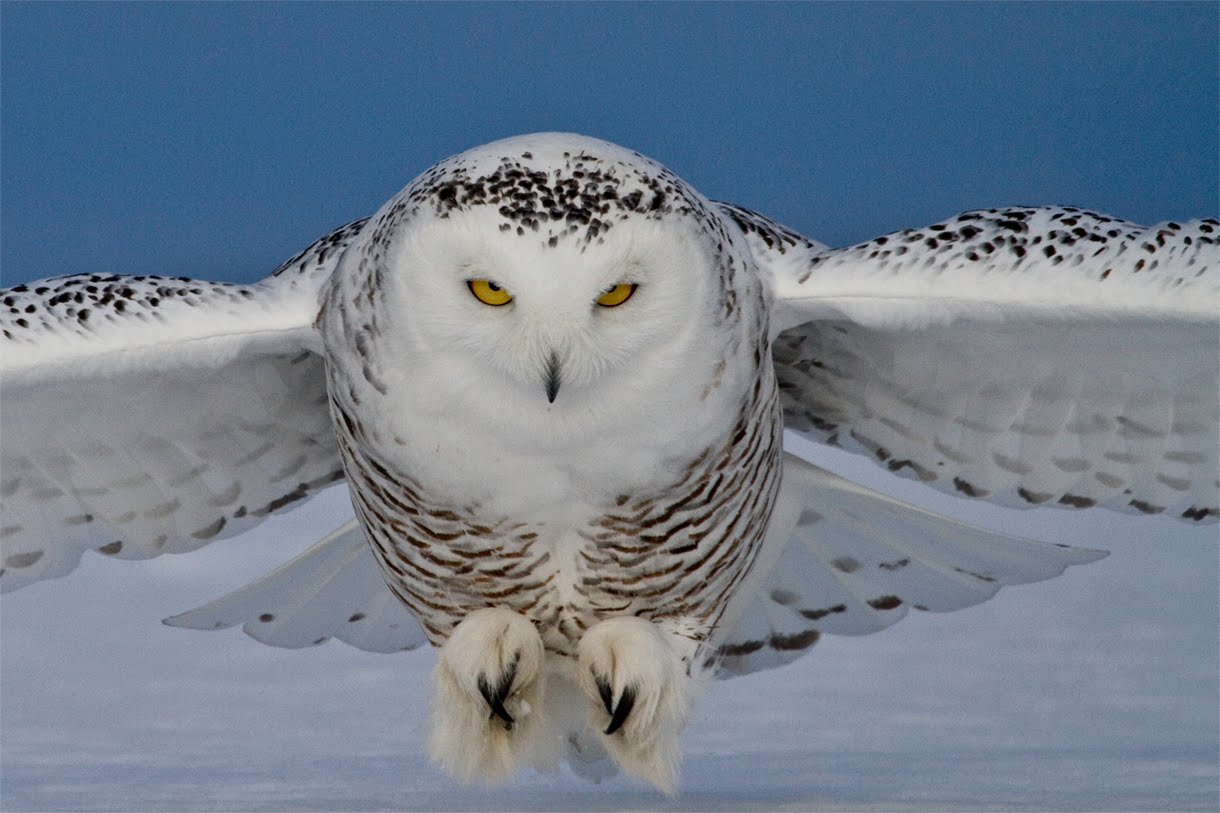 judy bingman photography: snowy owl