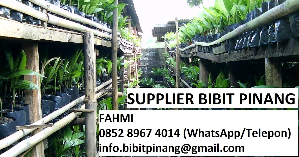 JUAL BIBIT PINANG PEKANBARU 0852 8967 4014 (FAHMI) JUAL JUAL BIBIT PINANG PEKANBARU 0852 8967 4014 (FAHMI) JUAL