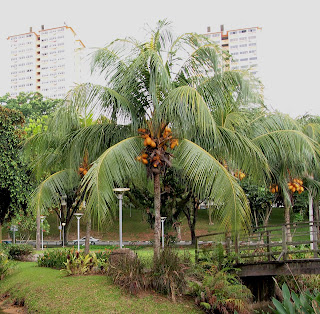 Coco Indio Riverine Parks: Cocos nucifera