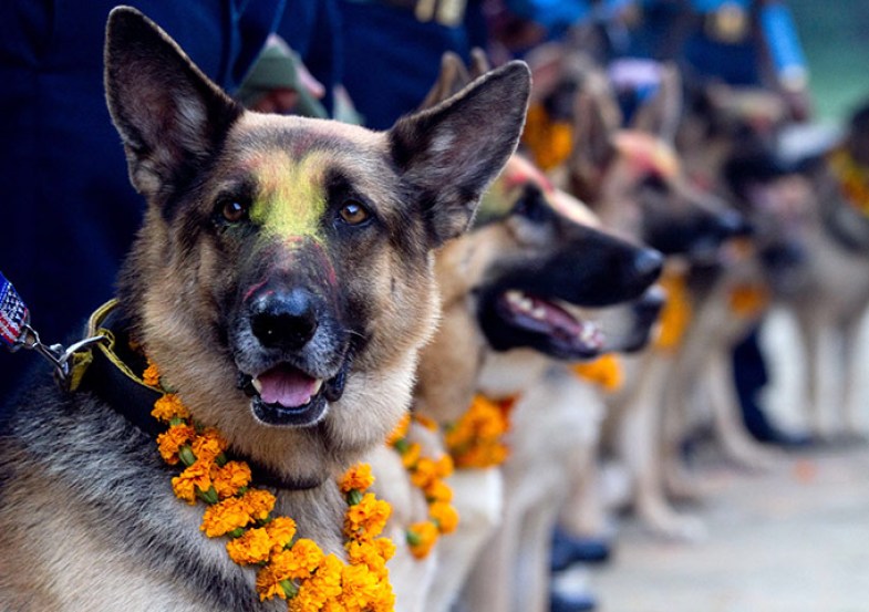 Kukur (Dog) Tihar Second day of Tihar Upakar Bhandari