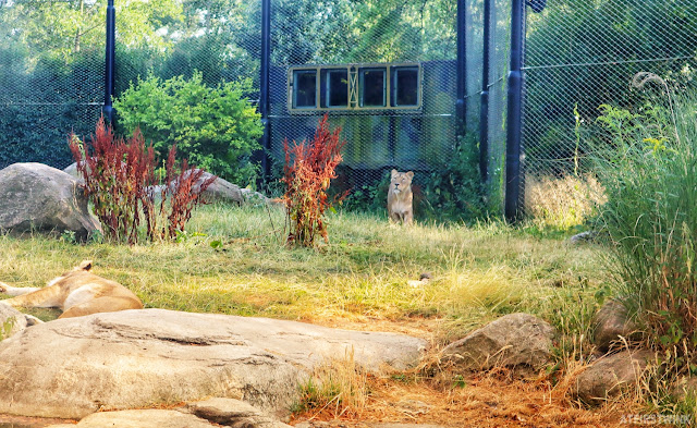 Diergaarde Blijdorp Rotterdam zoo lions Africa