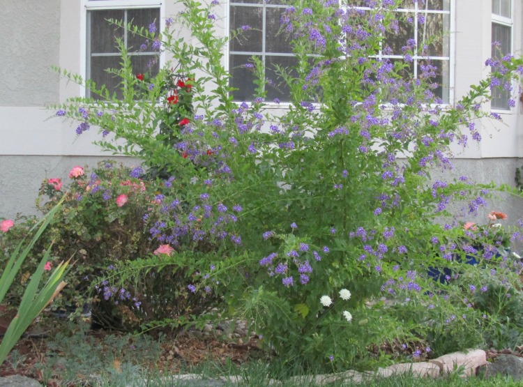 What's in Bloom at the End of October in Paso Robles? Walk with me through my Paso Robles neighborhood to see what's blooming.